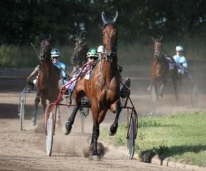 Puzzle Harness Racing
